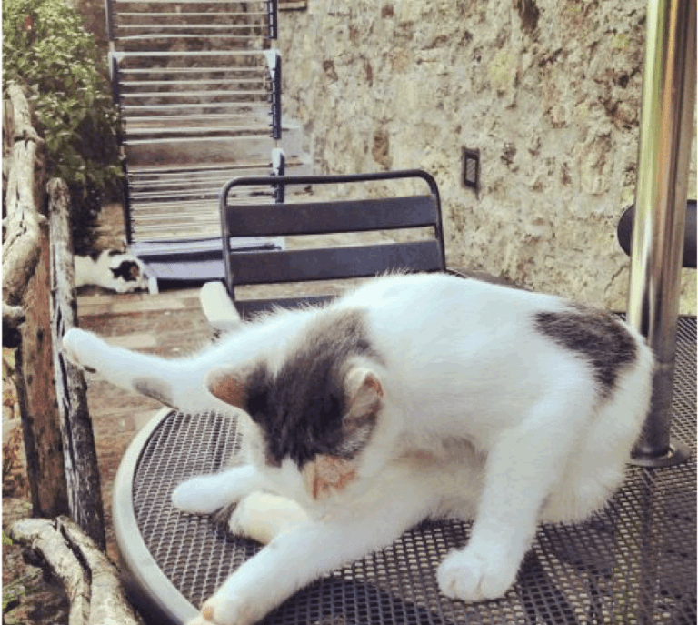 Cat’s pretty gross