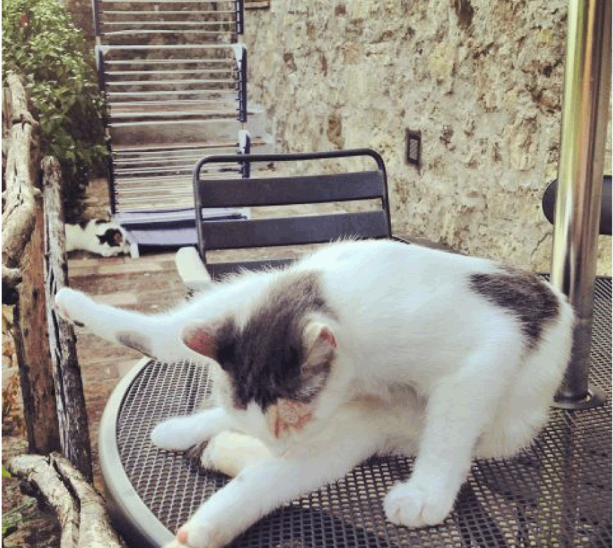 Cat’s pretty gross