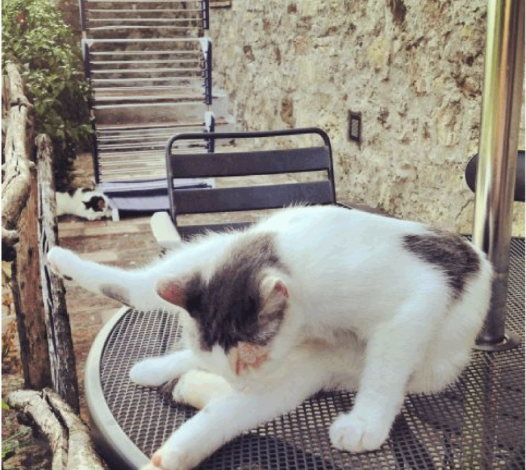 Cat’s pretty gross