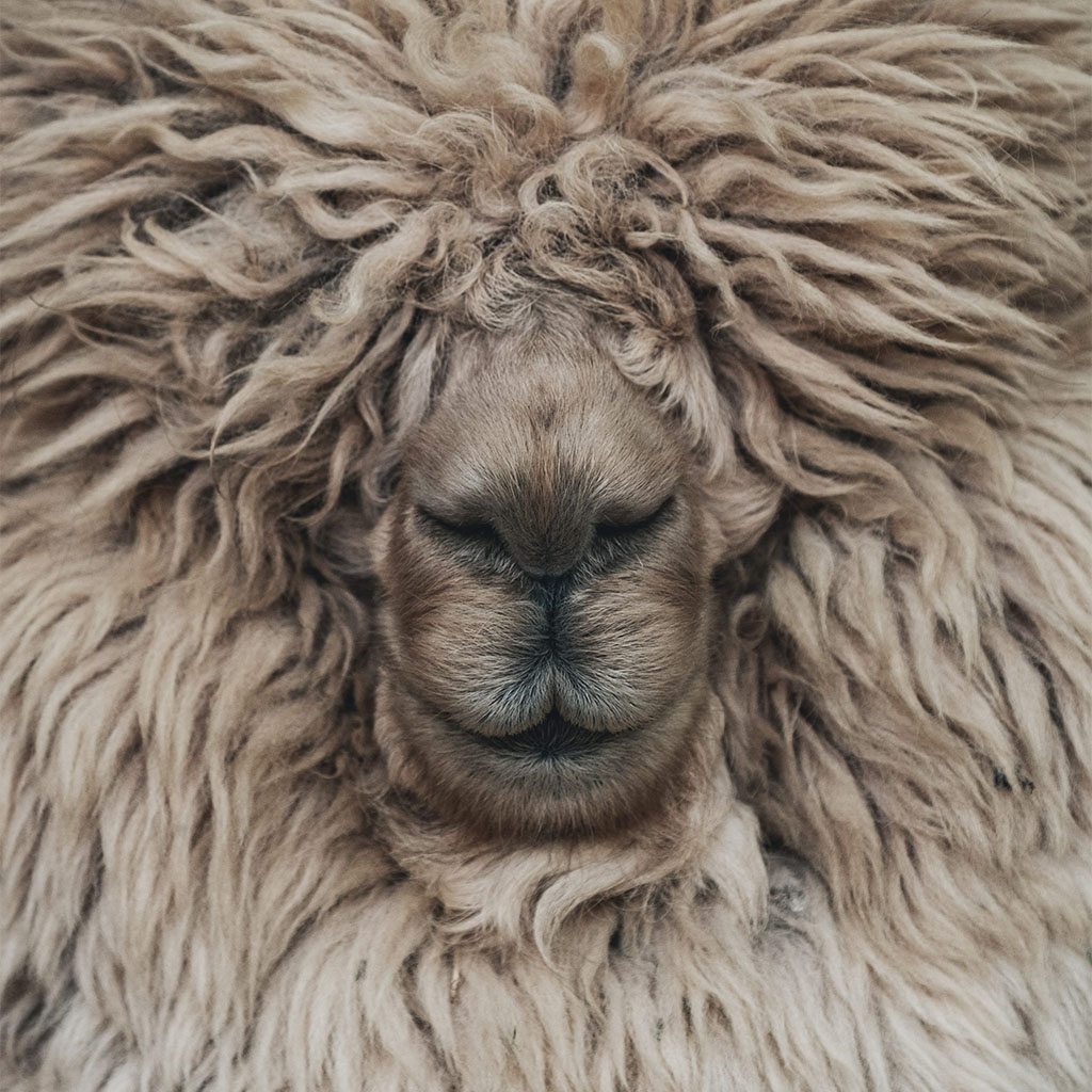 Alpaca Face